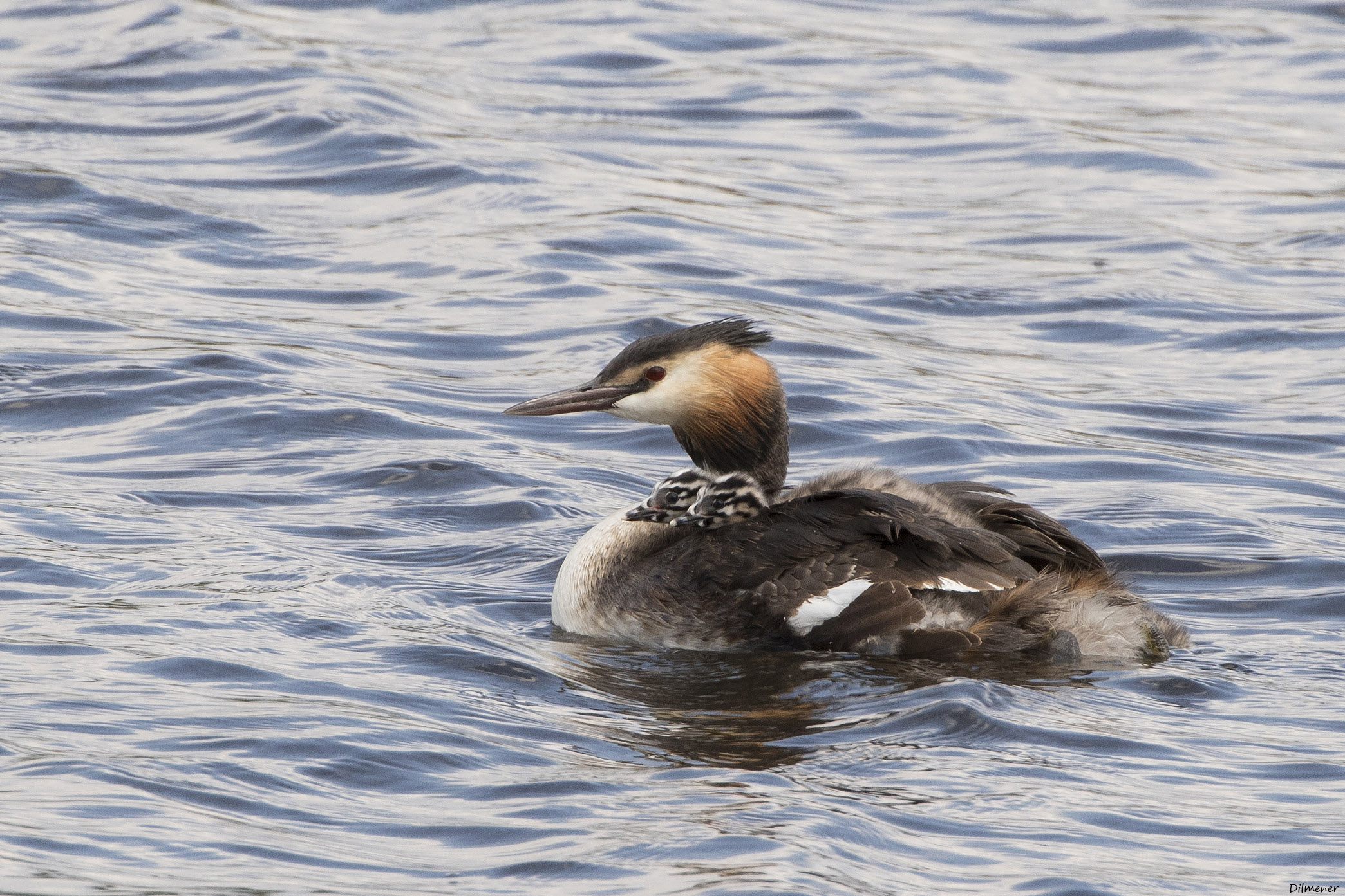 Great Crested Grebe
